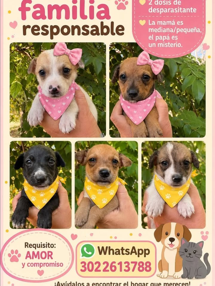 Adopta cachorros juguetones en Pereira 