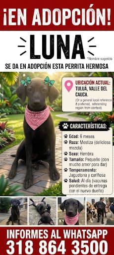 Adopción de perrita mestiza en Tuluá, Valle 