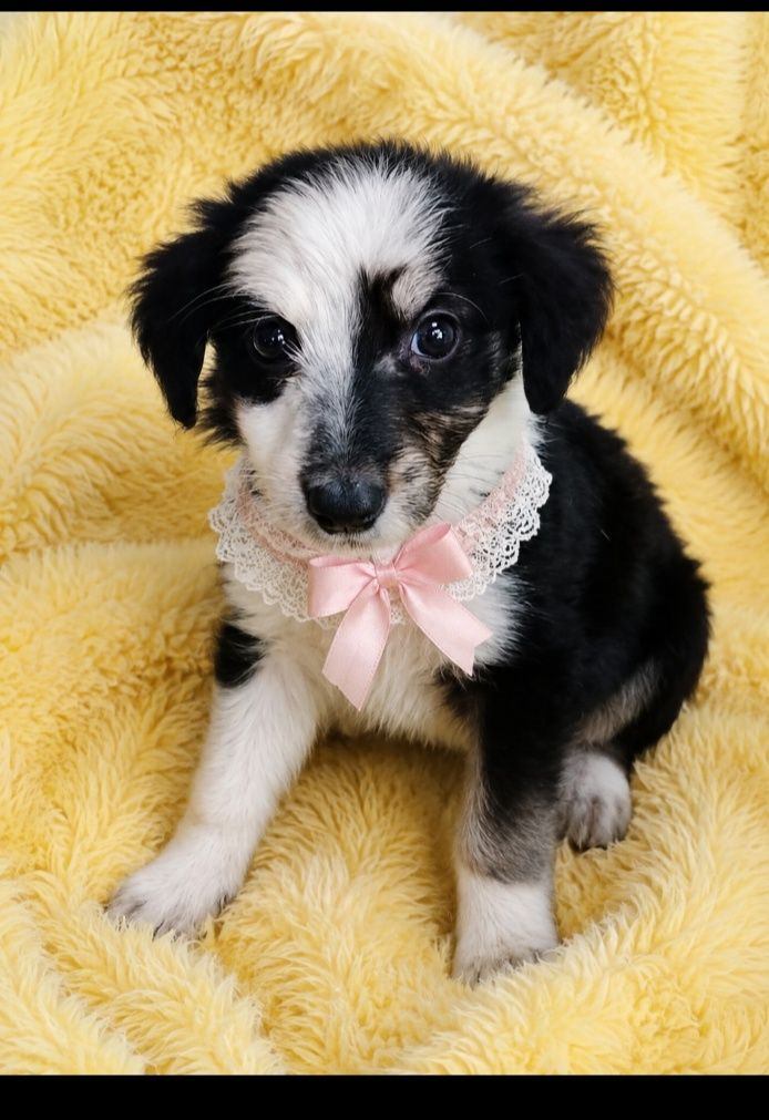 Cachorra en adopción en Neira, Caldas 