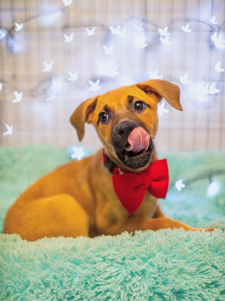 Adopta a Florecita, cachorra dulce y tierna en Bogotá 