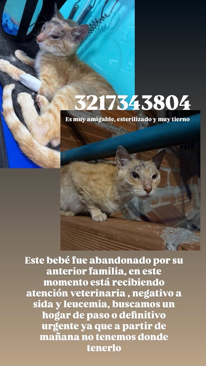 Adopción Gato en Medellín 