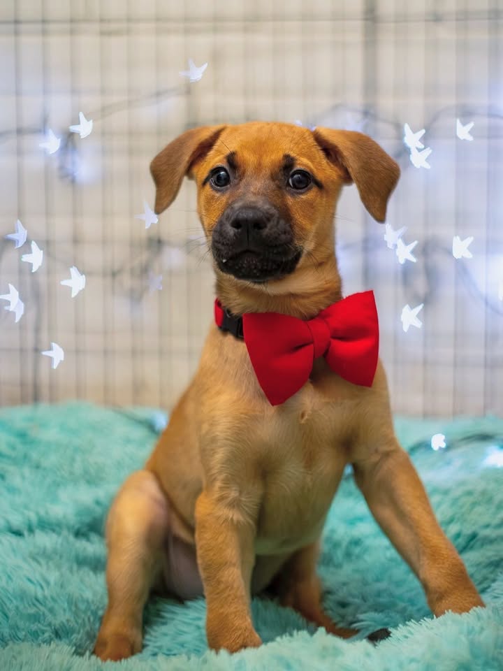 Adopta a Florecita, cachorra dulce y tierna en Bogotá 