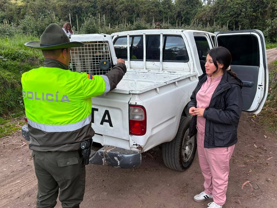 Perro blanco encontrado en Pasto, Nariño 