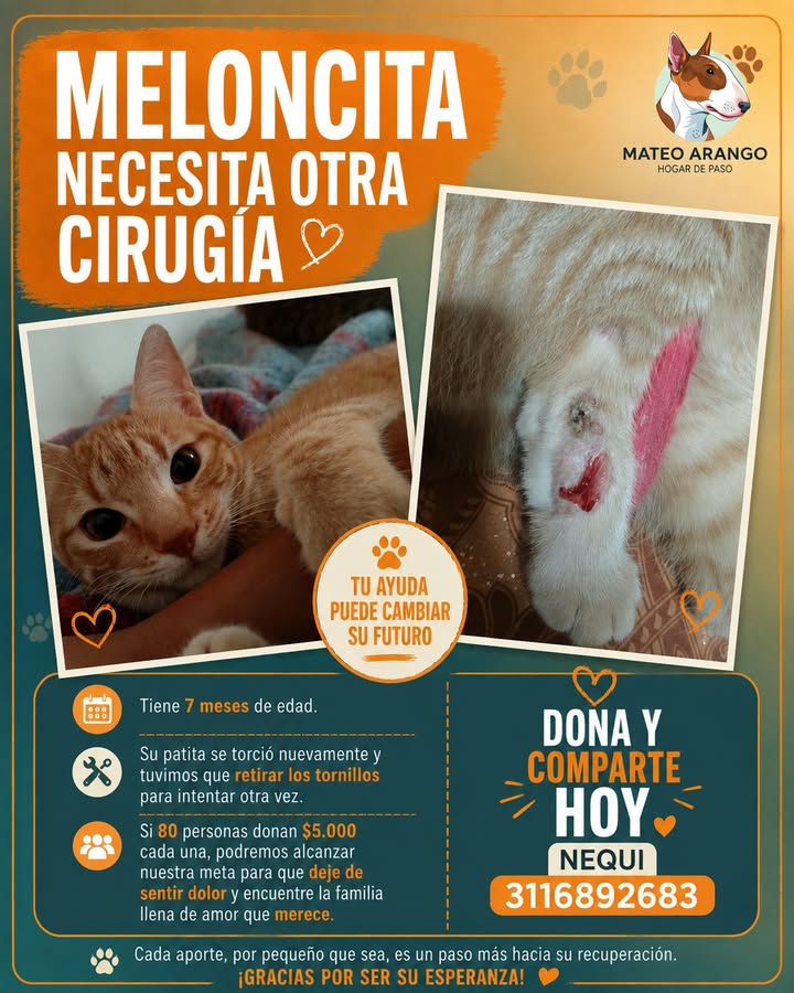 Adopta a Meloncita: Gatita necesita ayuda para cirugía 