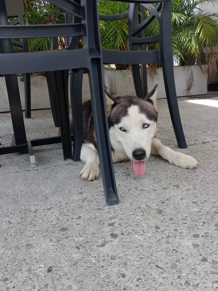 Perrito encontrado en la vía La Romelia, El Pollo, Pereira 