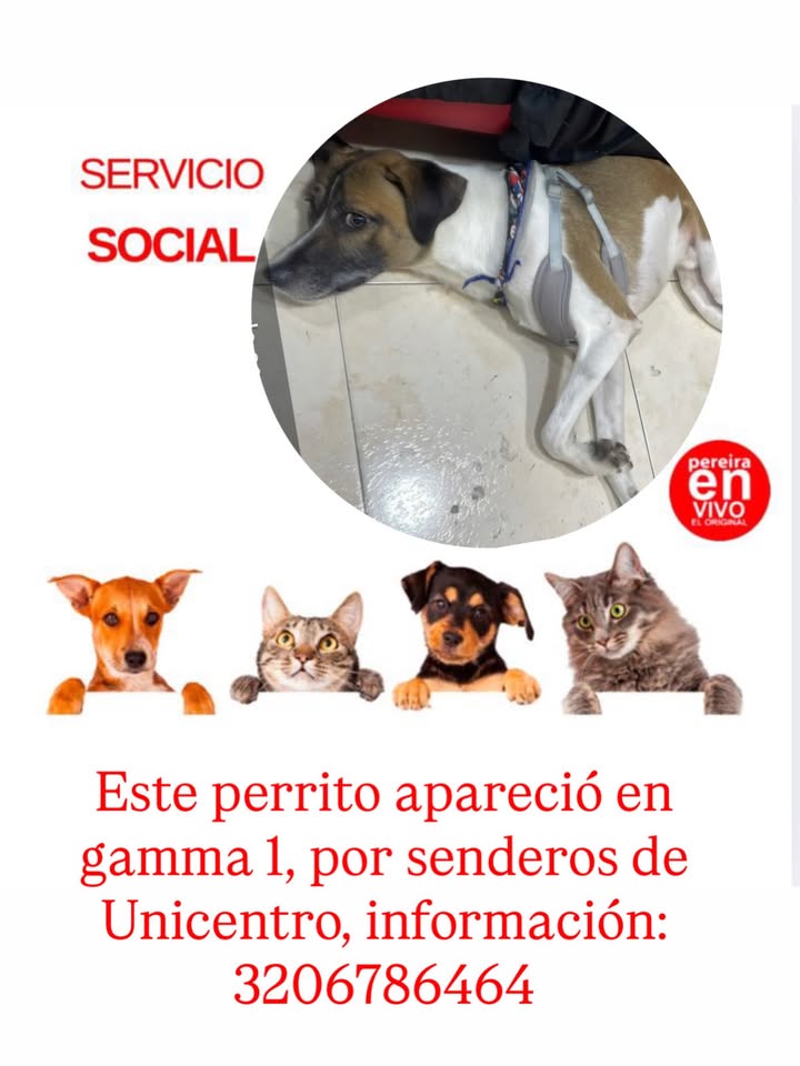 Perrito perdido en Pereira 