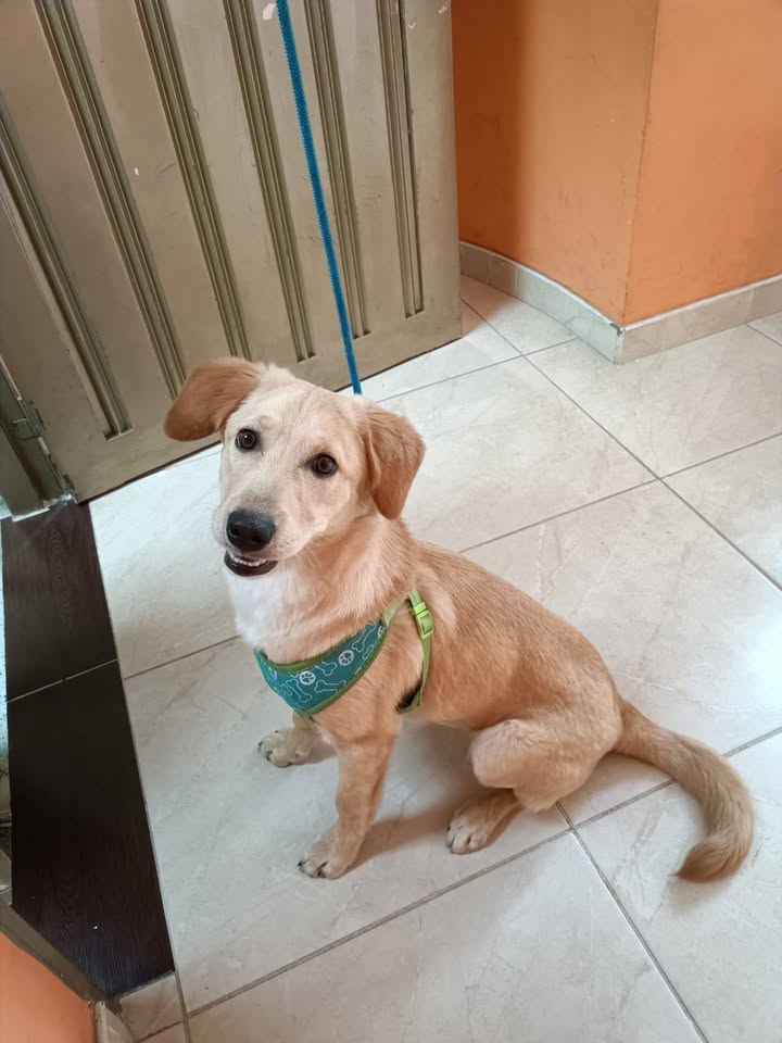 Perro juguetón de 5 meses en adopción en Santa Rosa de Cabal 