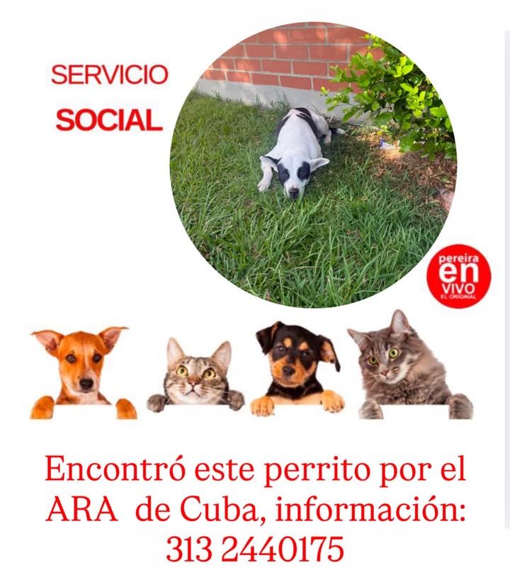 Perro perdido en Pereira 