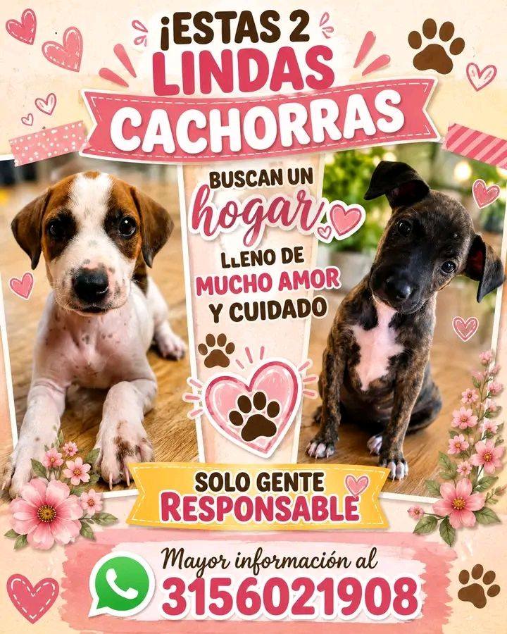 Adopción de cachorras en Tuluá 