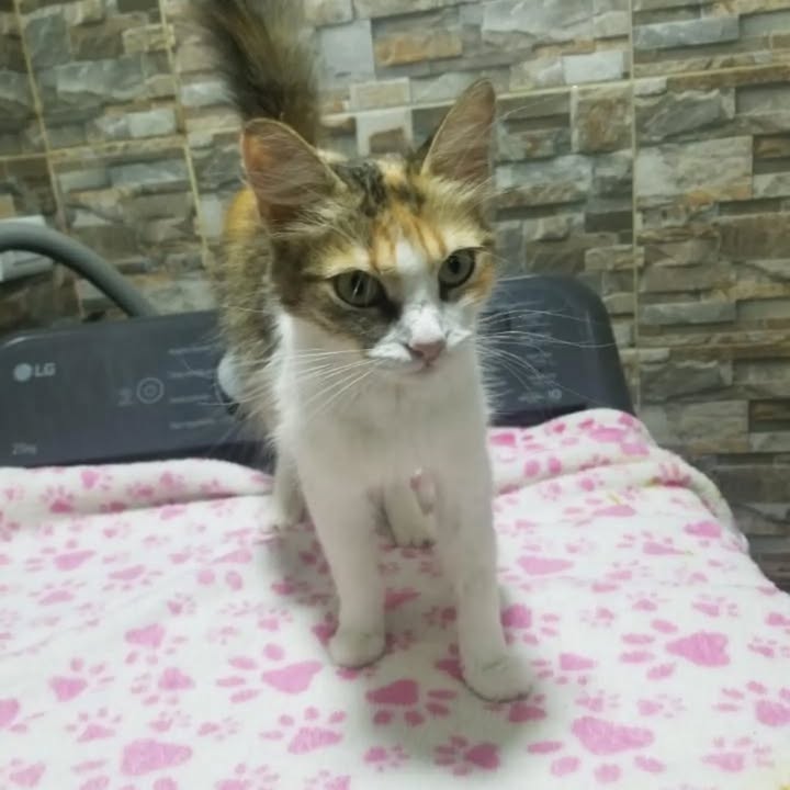 Gatos en adopción en Pereira, Risaralda 