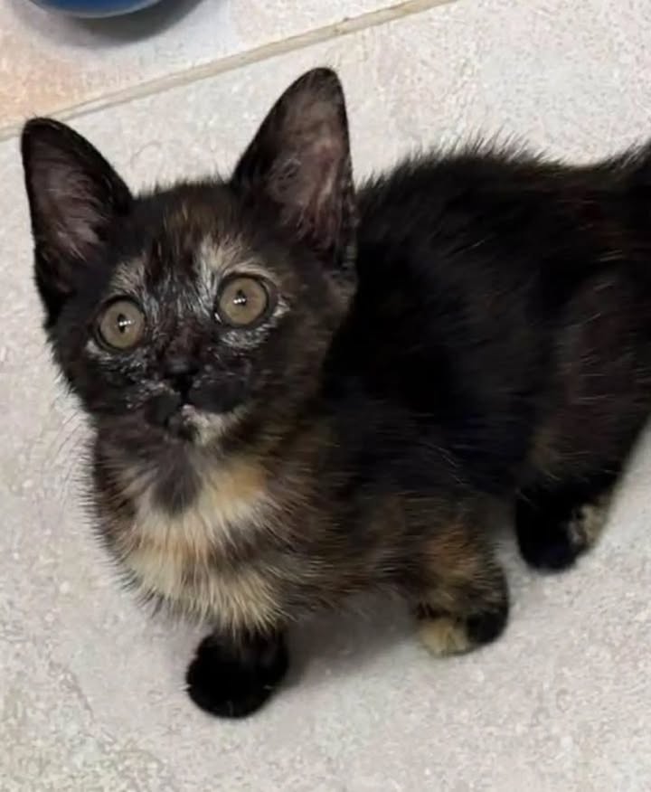 Gatos en adopción en Risaralda, Colombia 