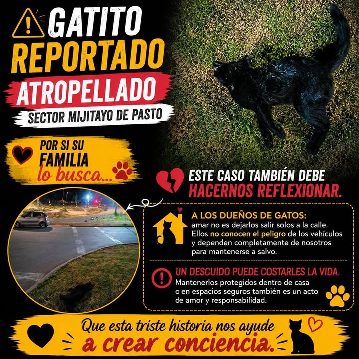 Gatito negro atropellado en el sector Mijitayo 