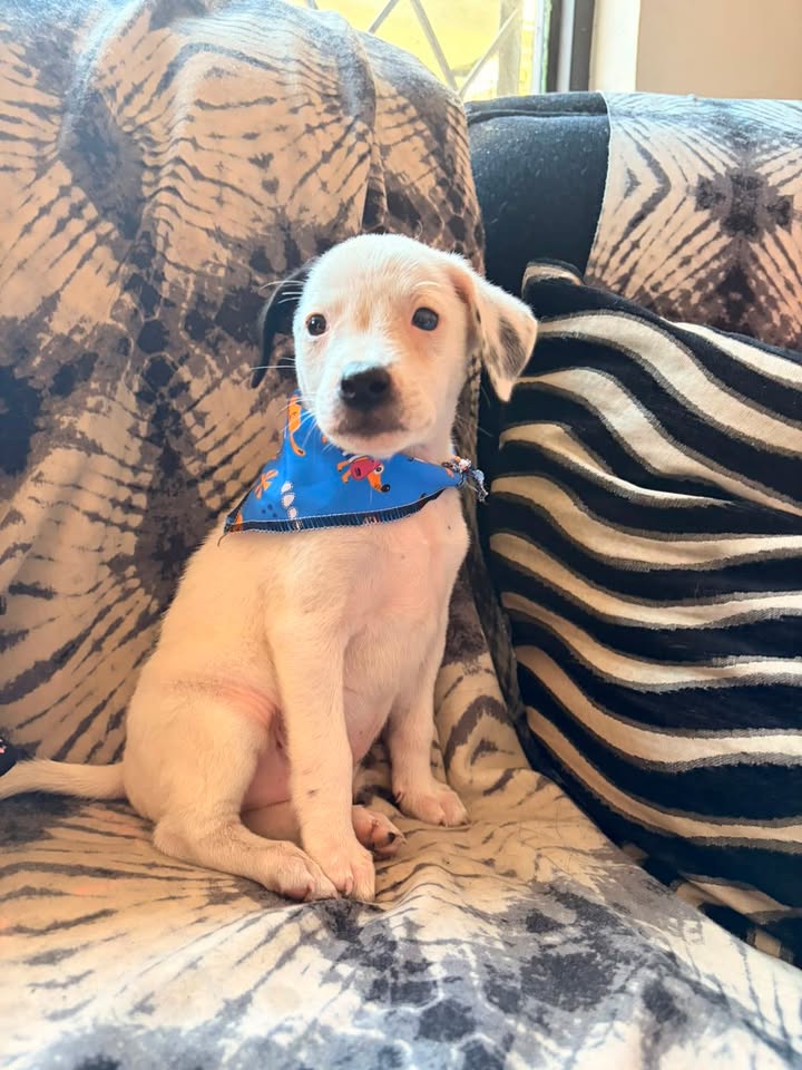 Cachorro de 1 mes en adopción 