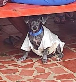 Perro encontrado en el barrio Valle del Lili, Cali 