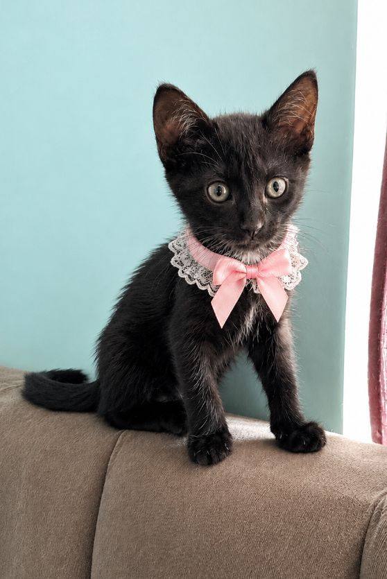 Gatito negro en adopción en Neira, Caldas 