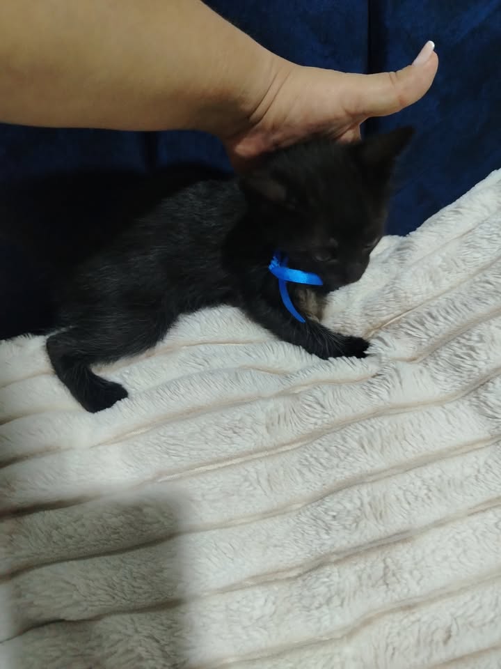 Adopción de gatos y gatitos en Bogotá 