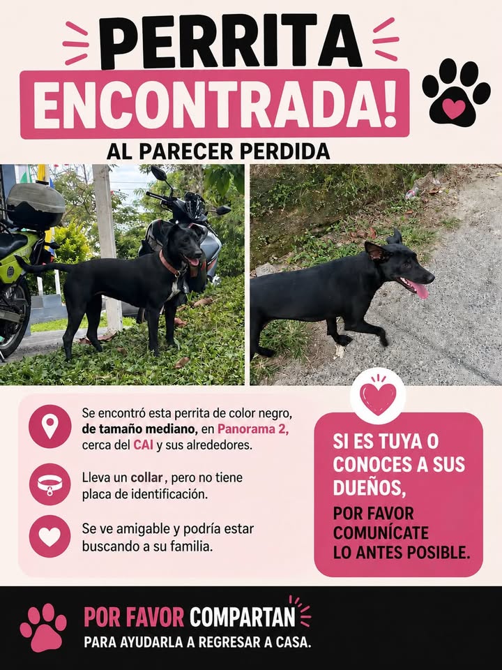Perrita encontrada en Pereira, Risaralda 