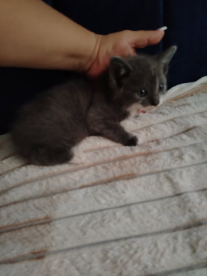 Adopción de gatos y gatitos en Bogotá 
