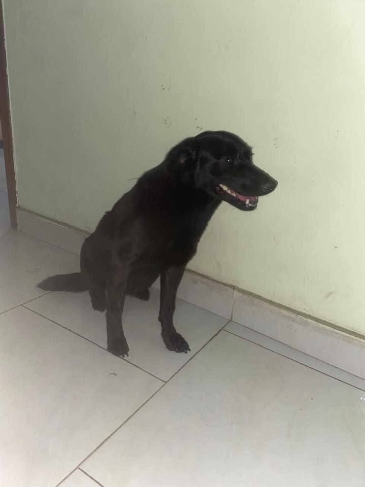 Perrita rescatada en búsqueda de un nuevo hogar en San Pedro, Valle 