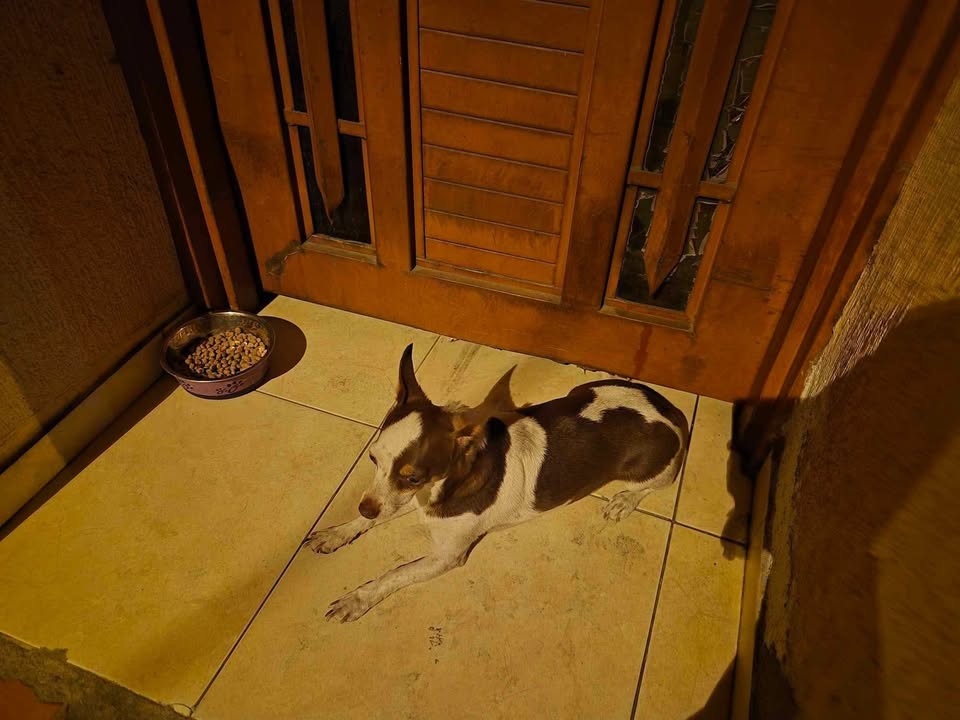 Perro encontrado en el barrio Las Delicias 