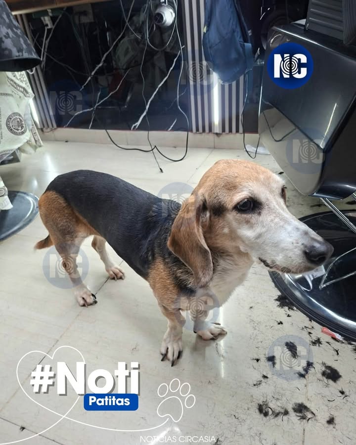 Perrita encontrada en barbería cerca al Super Inter en Circasia 