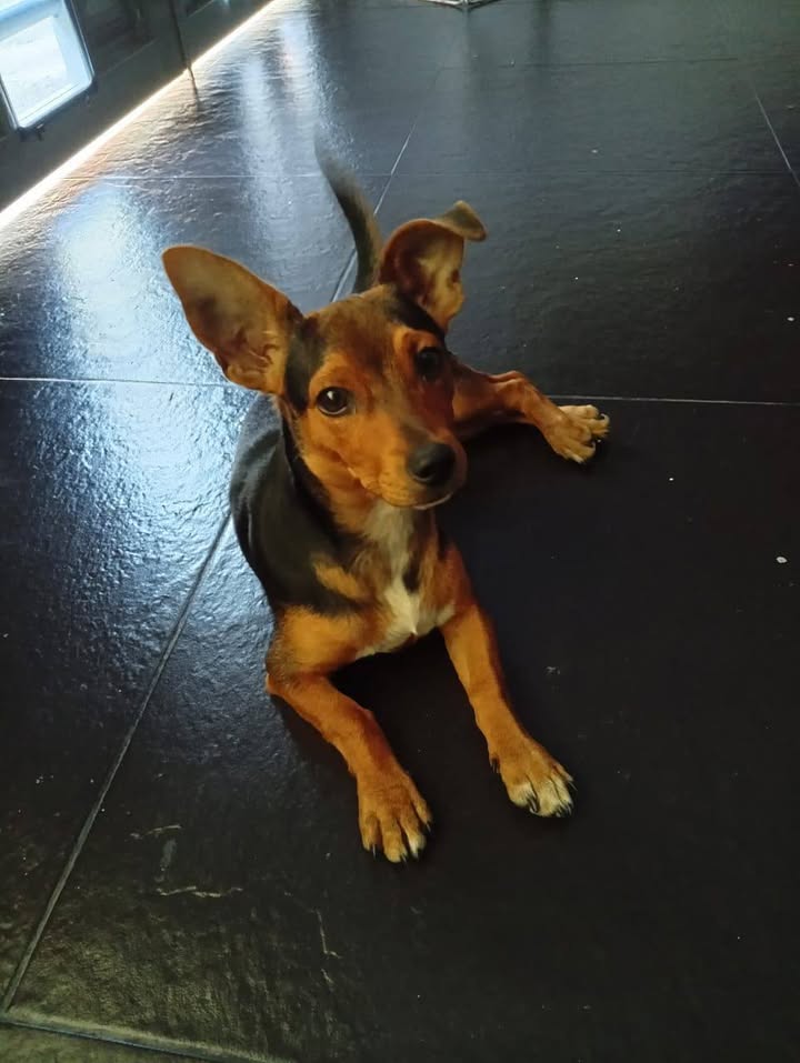 Perro en adopción en Tuluá, Valle 