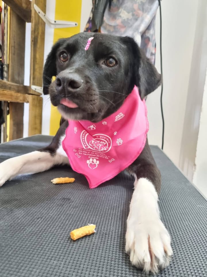 Adopción de mascotas en Armenia, Quindío 