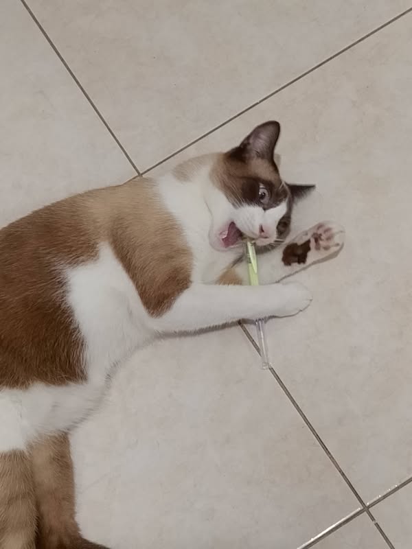 Gato juguetón encontrado en Cali 
