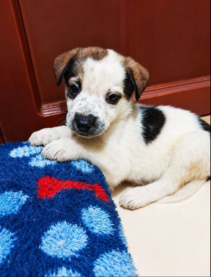 Cachorro en adopción en Neira 