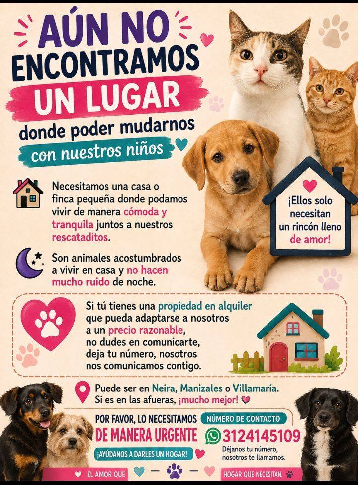 Perros y Gatos en Neira buscan un hogar 