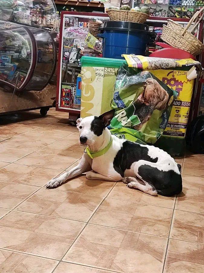 Cachorra cariñosa en adopción en Tuluá 