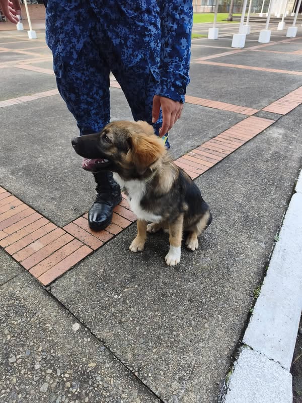 Se busca dueño de cachorro encontrado en Acacías 
