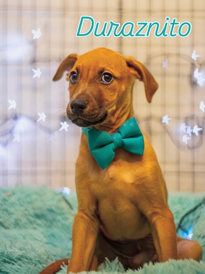 Adopción de Cachorros en Bogotá 