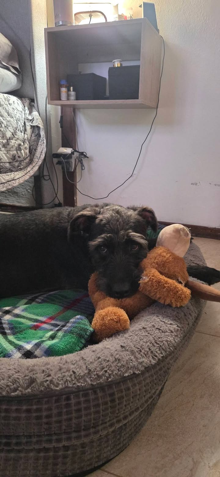 Adopción de mascotas en Armenia, Quindío 