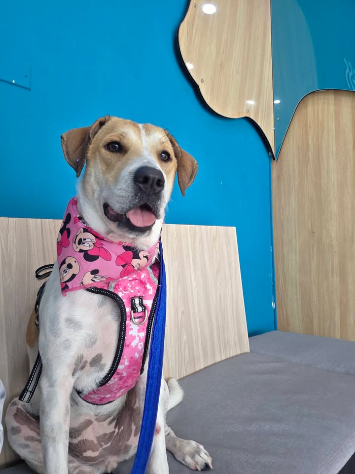 Adopción de mascotas en Armenia, Quindío 