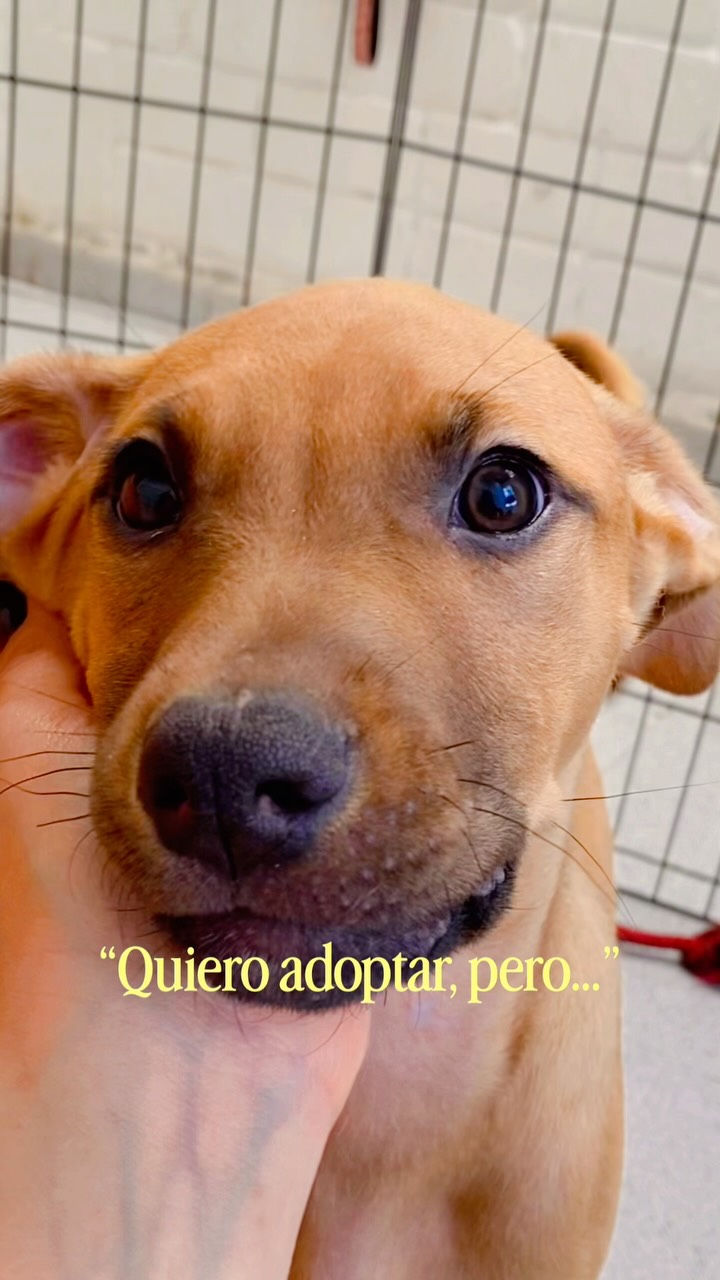 Adopta un perro en Bogotá 