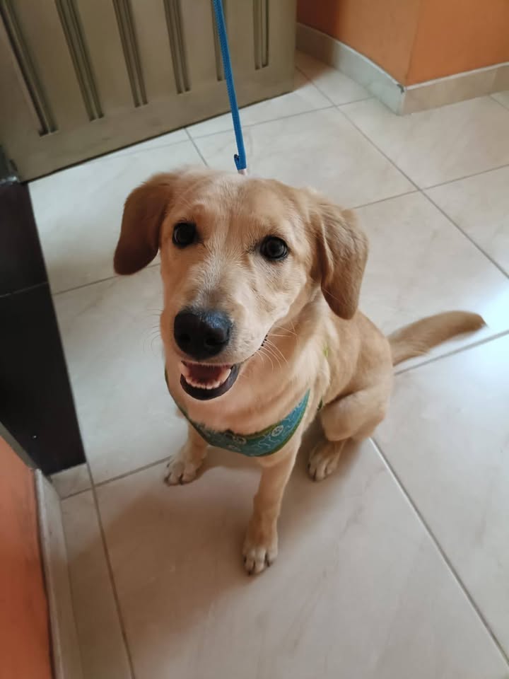 Perro juguetón de 5 meses en adopción en Santa Rosa de Cabal 