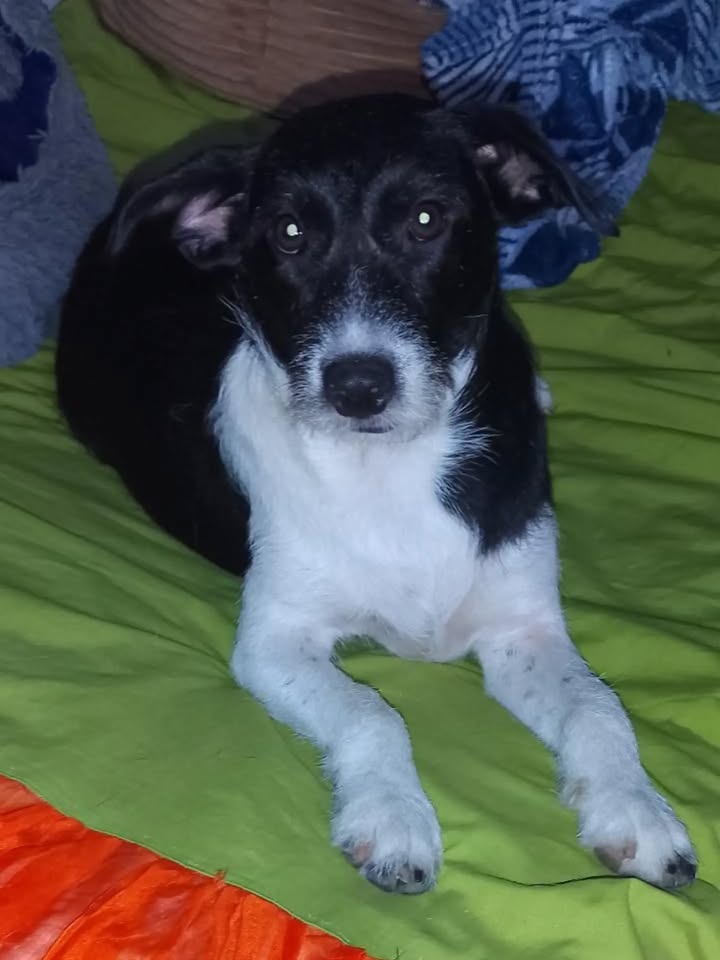 Perra en adopción en Pereira, Risaralda 