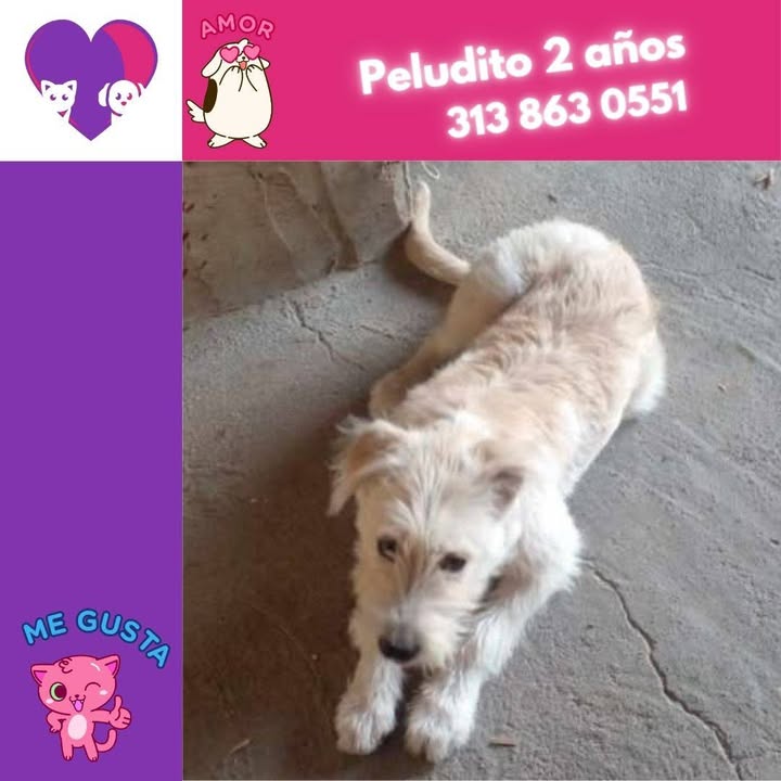 Peludito de 2 años en adopción en Bogotá 