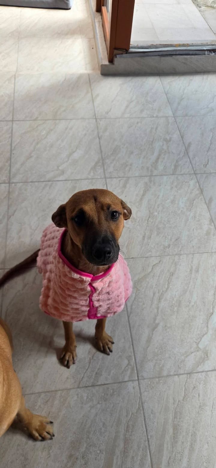 Adopción de mascotas en Armenia, Quindío 