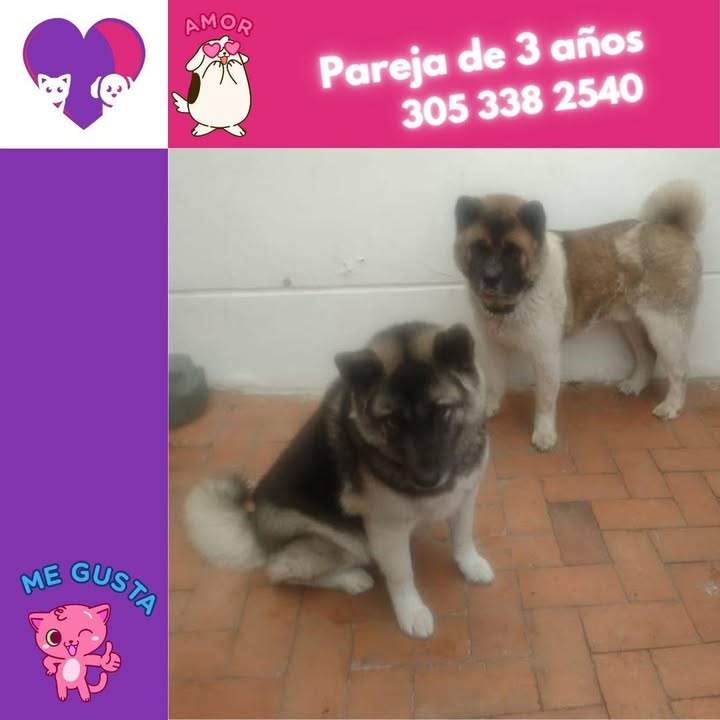 Adopta cachorros en adopcion bogota 