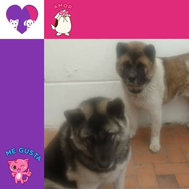Adopta cachorros en adopcion bogota 