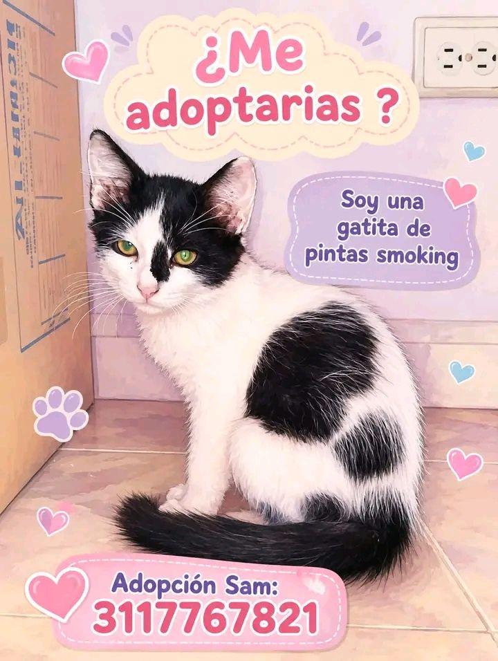 Gatita de pintas smoking en adopción en Tuluá 