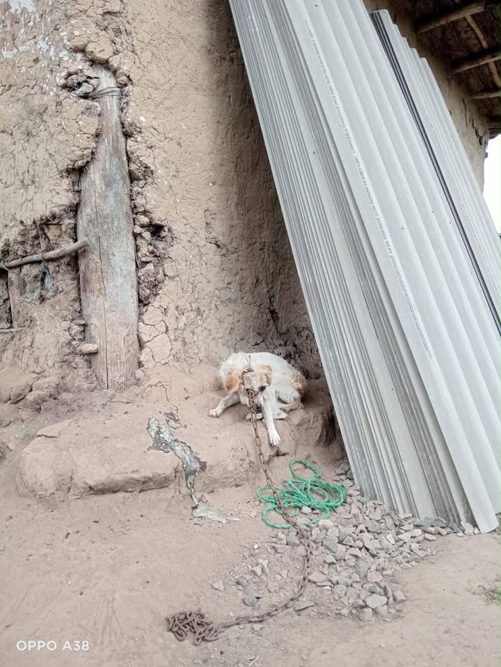 Perro blanco encontrado en Pasto, Nariño 