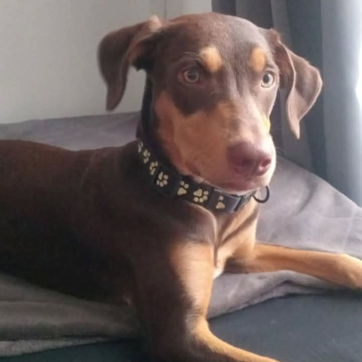Perra mestiza en adopción en Pereira 