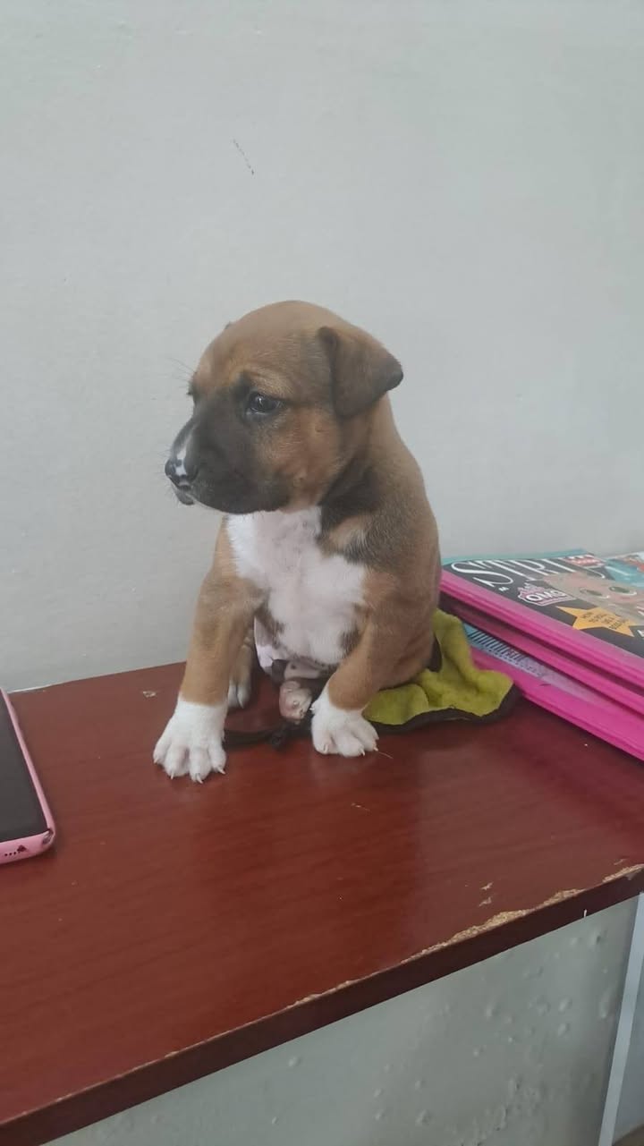 Cachorro en adopción responsable en Amagá, Antioquia 
