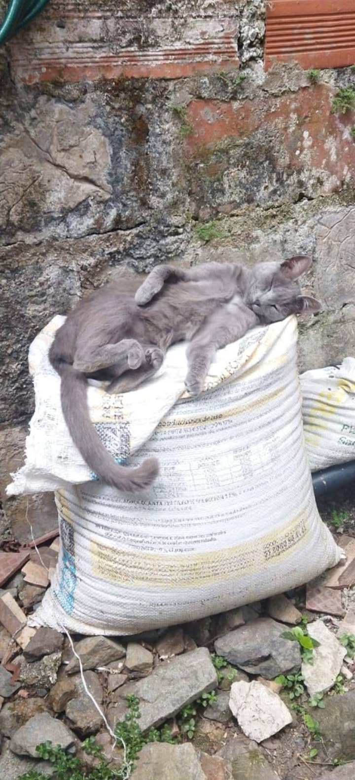 Gatita cariñosa abandonada busca familia en Amagá, Antioquia 