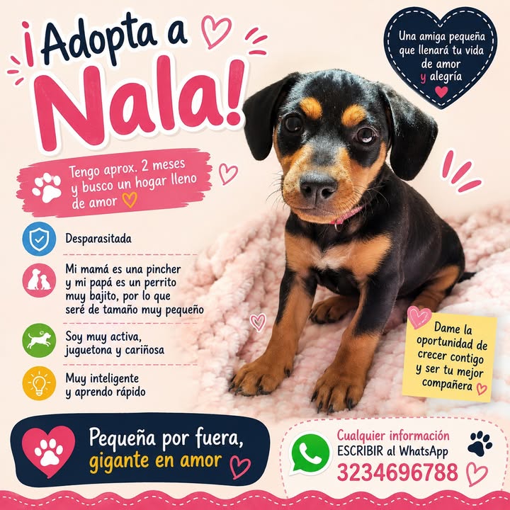 Adopta a Nala 