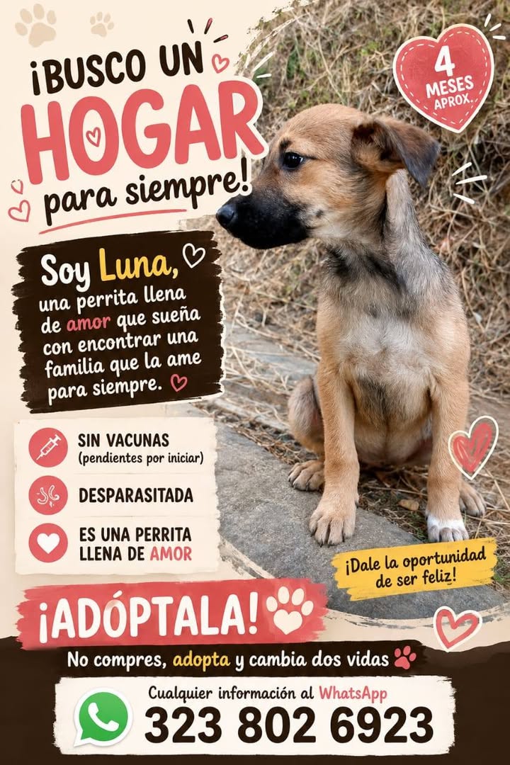 Astra: Cachorra en adopción en Manizales 