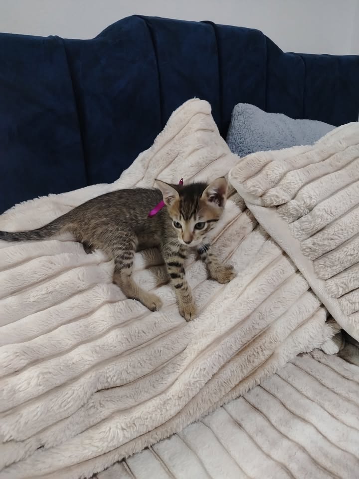 Adopción de gatos y gatitos en Bogotá 